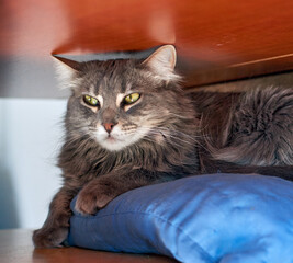 A grey cat lying on a blue pillow under a table