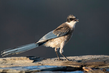 Blauwe Ekster, Iberian Magpie, Cyanopica cooki