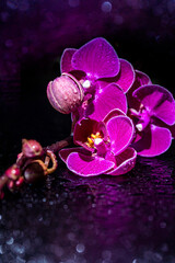Macro Shot of an aesthetic orchid flower 