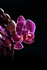 Macro Shot of an aesthetic orchid flower 