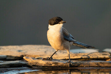 Blauwe Ekster, Iberian Magpie, Cyanopica cooki