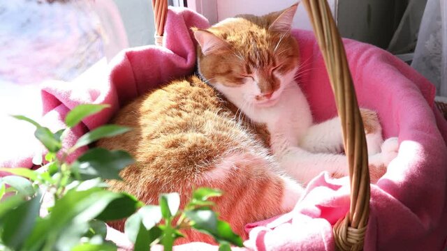 Morning sunlight on the relaxing red cat. Cute funny red-white cat on the windowsill in basket with pink blanket
