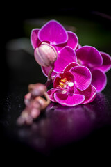 Macro Shot of an aesthetic orchid flower 