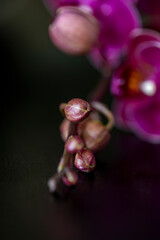 Macro Shot of an aesthetic orchid flower 
