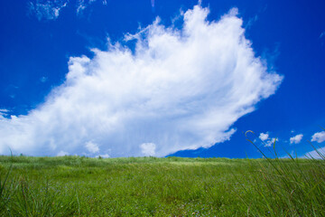 Obraz na płótnie Canvas green grass and blue sky