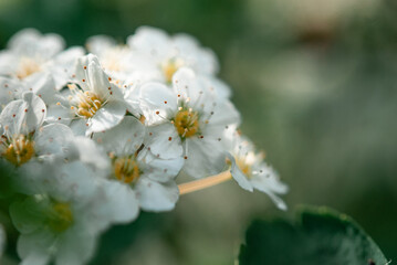 Close-up of white Blossom flowers on the branch. Fruit tree blossom. Flowering blooms.