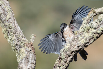 Blauwe Ekster, Iberian Magpie, Cyanopica cooki