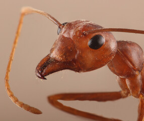 close up of a red ants