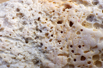 close up of white seashell with bubble holes texture background
