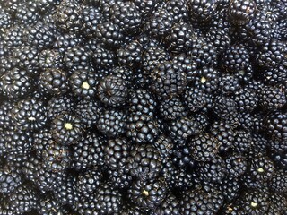 Bayas silvestres recién recolectadas y listas para comer. Zarzmoras maduras. Fruto del arbusto de nombre común elmleaf blackberry o blackberry sin espinas.