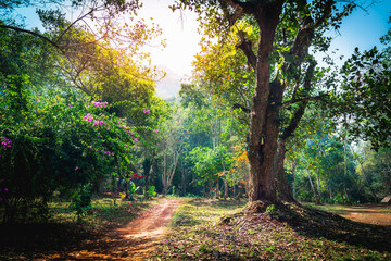 Obraz premium In the deep country side of the Kwang Si national park, Laos, a beautiful display of wild flowers, forest and culture are illuminated by the setting sun