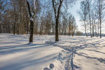 Sunny day in the frosty forest in the winter season. Landscape with forest and perfect sunlight with snow and clean sky. Beatuful contrast of snow shapes and shadows