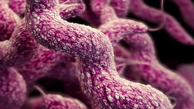3D rendering of Salmonella microscopic view animation. Public Domain element from U.S. Centers for Disease Control and Prevention