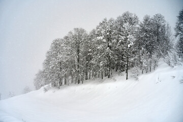 Snow covered trees in forest in a cold winter day, located in Krasnaya Polyana, Sochi, Russia.