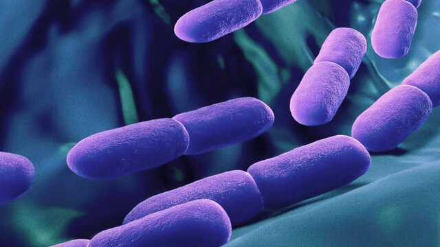 Animation of a microscopic view of probiotic. Public Domain element from U.S. Centers for Disease Control and Prevention