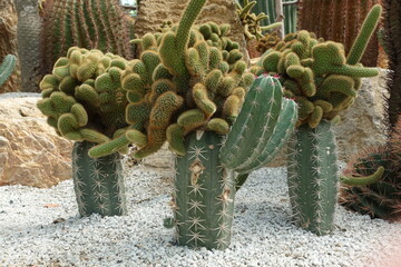 Closeup of cactus or Echinopsis calochlora in the garden	