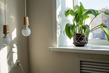 houseplants. Flower on the window