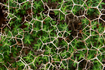 natural natural background texture of thorny branches and small green leaves