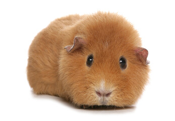 Fototapeta premium Domestic Guinea Pig
