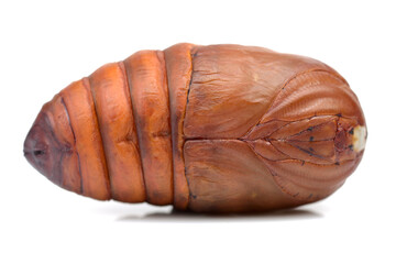chrysalis silkworm ,silk worm cocoon on white background 