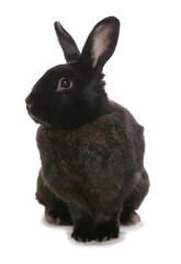 Domestic Rabbit