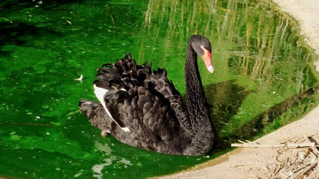 Black swan swimming in the pond
