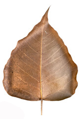 Dry leaf, macro Dry leaf, fallen dry leaf on white background.