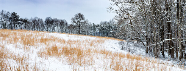 Snow-covered field of broomsedge grass (Andropogon virginicus) surrounded by trees in winter in central Virginia.