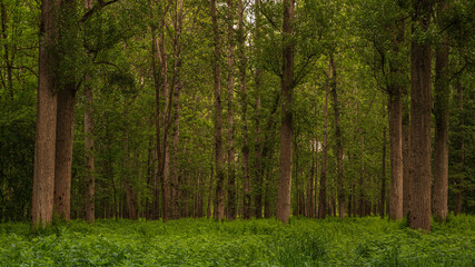 Waldstimmung in &Ouml;sterreich im Sommer