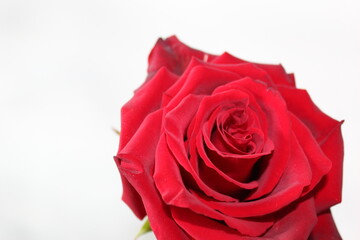 rose rouge flower