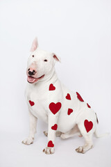 white bull terrier with hearts sit on white background