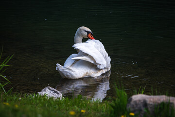 Schwimmende Schw&auml;ne in der Donau
