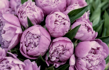 Obraz premium delicate fresh flowers and buds pink peonies . close up. vintage style 