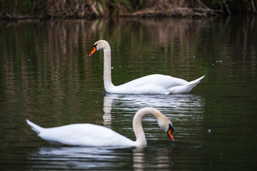 Schwimmende Schw&auml;ne in der Donau
