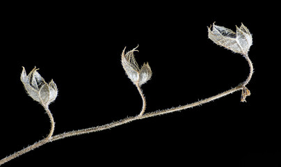 The dried remains of blue curls flowers (Trichostema dichotomum) in winter in a garden in central Virginia. Also called bastard pennyroyal because it resembles true pennyroyal.