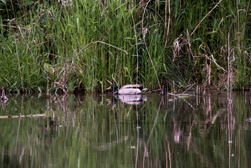 Ente im Augebiet an der Donau