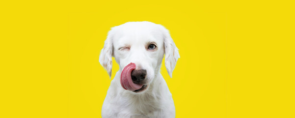 Banner hungry funny puppy dog licking its nose with tongue out and winking one eye closed. Isolated on yellow colored background. - obrazy, fototapety, plakaty