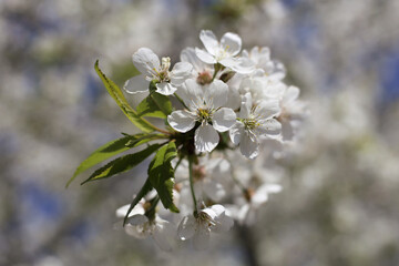 White fragrant flowers of cherry blossoms.