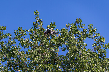 Graureiher beim Nestbau