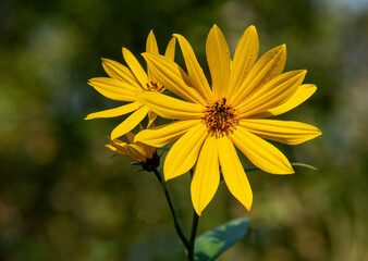 Wild yellow daisy blooms with blurred background