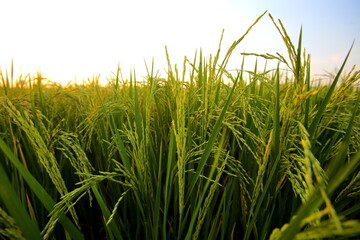 Closeup Ears of rice in the field in the evening