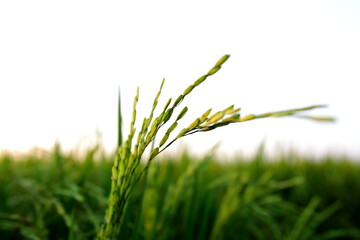Closeup Ears of rice in the field in the evening