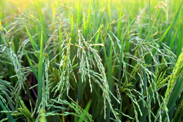 Closeup Ears of rice in the field in the evening