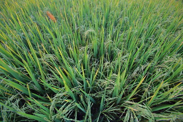 Rice plant in the field, view from above