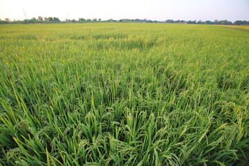 Rice plant in the field, view from above