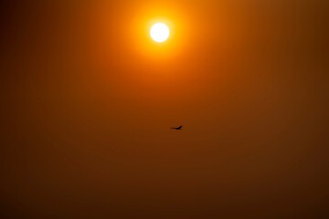 Silhouette of birds flying in the sky On the background of the evening sun