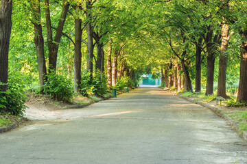 Oak alley in the botanical garden.