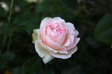 A pale pink rose is fragrant in the garden.