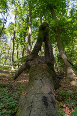 Nature creates a geometric form of a tree