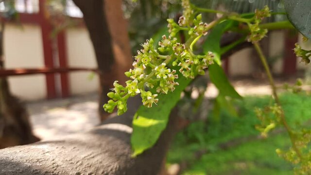 Mango flower blossom, Aam ka Manzar. inflorescence and immature fruits of an 'Alphonso' mango tree. Mango is also known as king of fruits. Close up of mango tree leaves with blooming little flowers.